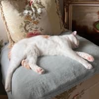 Photo of Rudolf 