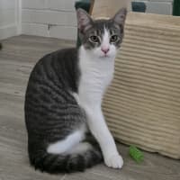 Photo of Chester