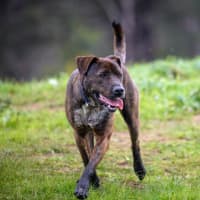 Photo of Bear