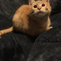 Photo of Pumpkin