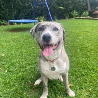 Photo of Winnie *$350 Adoption Fee*