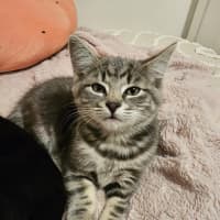 Photo of Dubbo Meet Me@Petstock Keysborough 