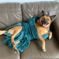 Photo of Ginger   5 Year Old Cattle Dog X