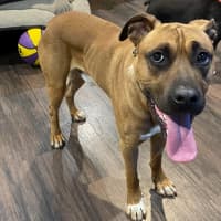 Photo of Apollo