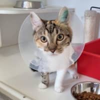 Photo of Mochi