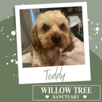 Photo of Teddy