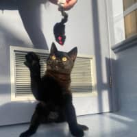 Photo of Sabrina   Located In Kew