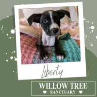 Photo of Liberty