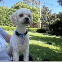 Photo of Cruiser   1 Year Old Cavoodle X