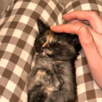 Photo of Luna & Cookie