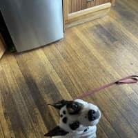 Photo of Demo   2 Year Old Staffy X