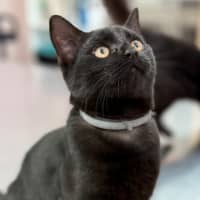 Photo of Truffle (8987)