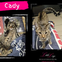 Photo of Cady