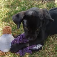 Photo of Jett (Red Collar)