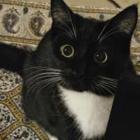 Photo of Lotus & Sage