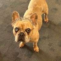 Photo of Luna Wensleydale