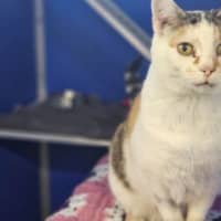 Photo of Lady Jellybean