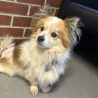 Photo of Rusty