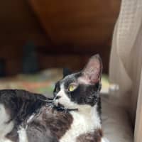Photo of Kitty Cat