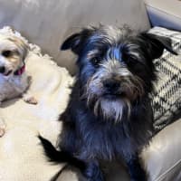 Photo of Jack (Aka Jack Sparrow)