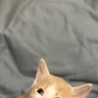Photo of Preston And Brianna   9 Week Old Dsh