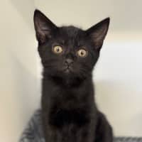 Photo of Humphrey