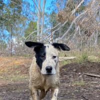Photo of Barlee