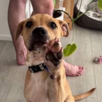Photo of Buster   8 Month Old Staffy X Shar Pei