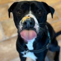 Photo of Draco
