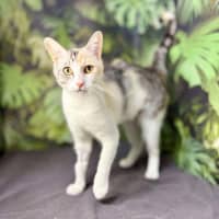 Photo of Apricot   Located In Brunswick East