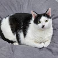 Photo of Panda