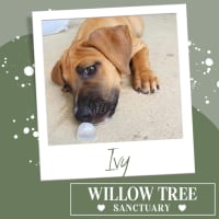 Photo of Ivy