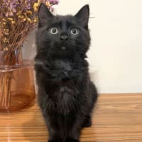 Photo of Coal