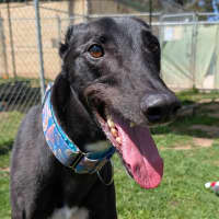 Photo of Tang Mo The Greyhound