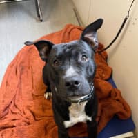 Photo of Rolo