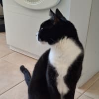 Photo of Batman