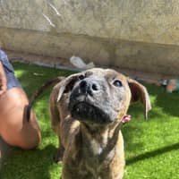 Photo of Nancy (Nala)