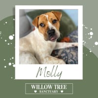 Photo of Molly