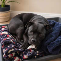 Photo of Nala