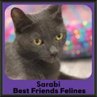 Photo of Sarabi 