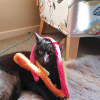 Photo of Lily