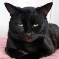 Photo of Basil Sta012346