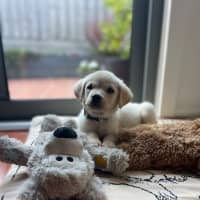 Photo of Maple Woods