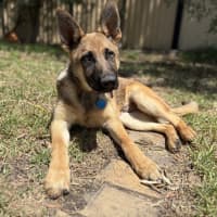 Photo of Floki