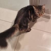 Photo of Fus Fus