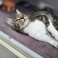 Photo of Sploosh