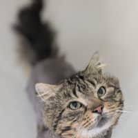 Photo of 🐟 Mahi Mahi 6469 🐟