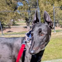 Photo of Lucy Lou, The Greyhound