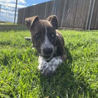 Photo of Dobby