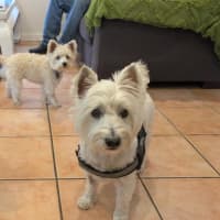 Photo of Lily Peggotty